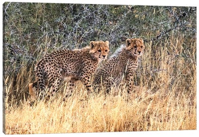 Cheetah cubs, Kgalagadi Transfrontier Park, South Africa Canvas Art Print
