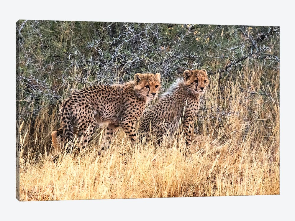 Cheetah cubs, Kgalagadi Transfrontier Park, South Africa by Keren Su 1-piece Canvas Art