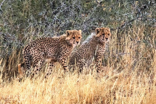 Cheetahs: Cheetah cubs, Kgalagadi Transfrontier Park, South Africa by Keren Su