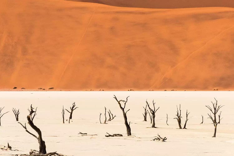 Dead acacia trees in Deadvlei, Sossusvlei, Namib-Naukluft National Park, southern Narim Desert