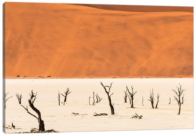 Dead acacia trees in Deadvlei, Sossusvlei, Namib-Naukluft National Park, southern Narim Desert Canvas Art Print