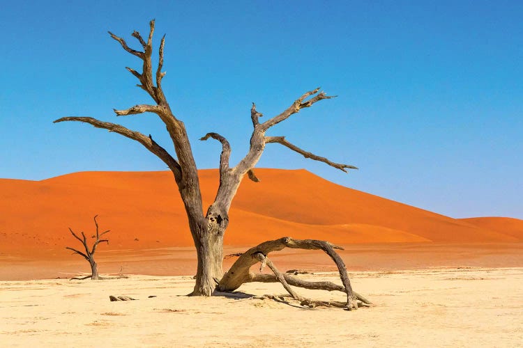 Dead acacia trees in Deadvlei, Sossusvlei, Namib-Naukluft National Park, southern Narim Desert