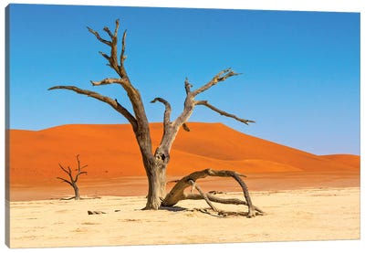 Dead acacia trees in Deadvlei, Sossusvlei, Namib-Naukluft National Park, southern Narim Desert Canvas Art Print - Namibia