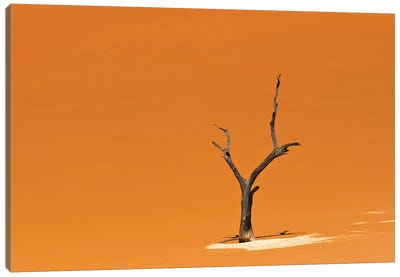 Dead acacia trees in Deadvlei, Sossusvlei, Namib-Naukluft National Park, southern Narim Desert Canvas Art Print - Namibia