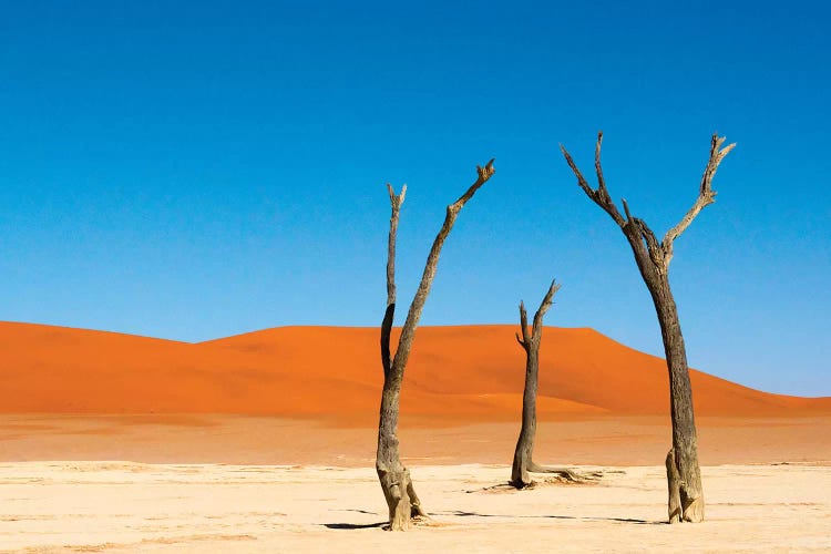 Dead Acacia trees in Deadvlei, Sossusvlei, Namib-Naukluft NP, southern Narim Desert, Namibia