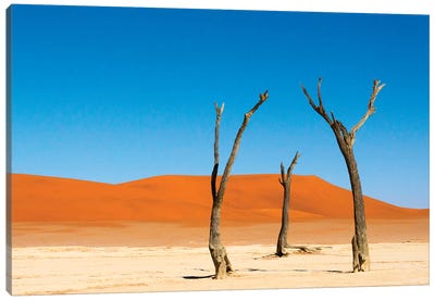 Dead Acacia trees in Deadvlei, Sossusvlei, Namib-Naukluft NP, southern Narim Desert, Namibia Canvas Art Print