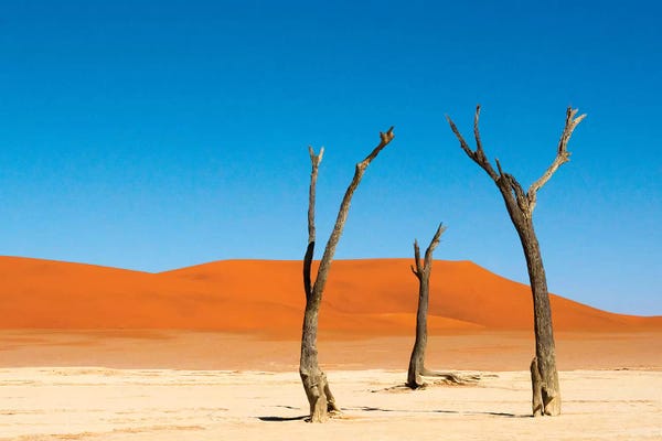 Keren Su: Dead Acacia trees in Deadvlei, Sossusvlei, Namib-Naukluft NP, southern Narim Desert, Namibia by Keren Su