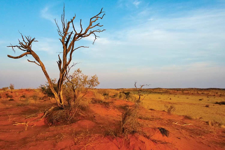 Dead tree on red sand desert, Kgalagadi Transfrontier Park, South Africa by Keren Su wall art