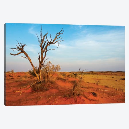 Dead tree on red sand desert, Kgalagadi Transfrontier Park, South Africa Canvas Print #KES68} by Keren Su Art Print