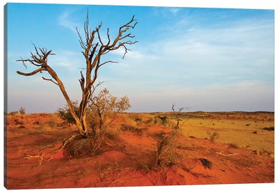 Dead tree on red sand desert, Kgalagadi Transfrontier Park, South Africa Canvas Art Print
