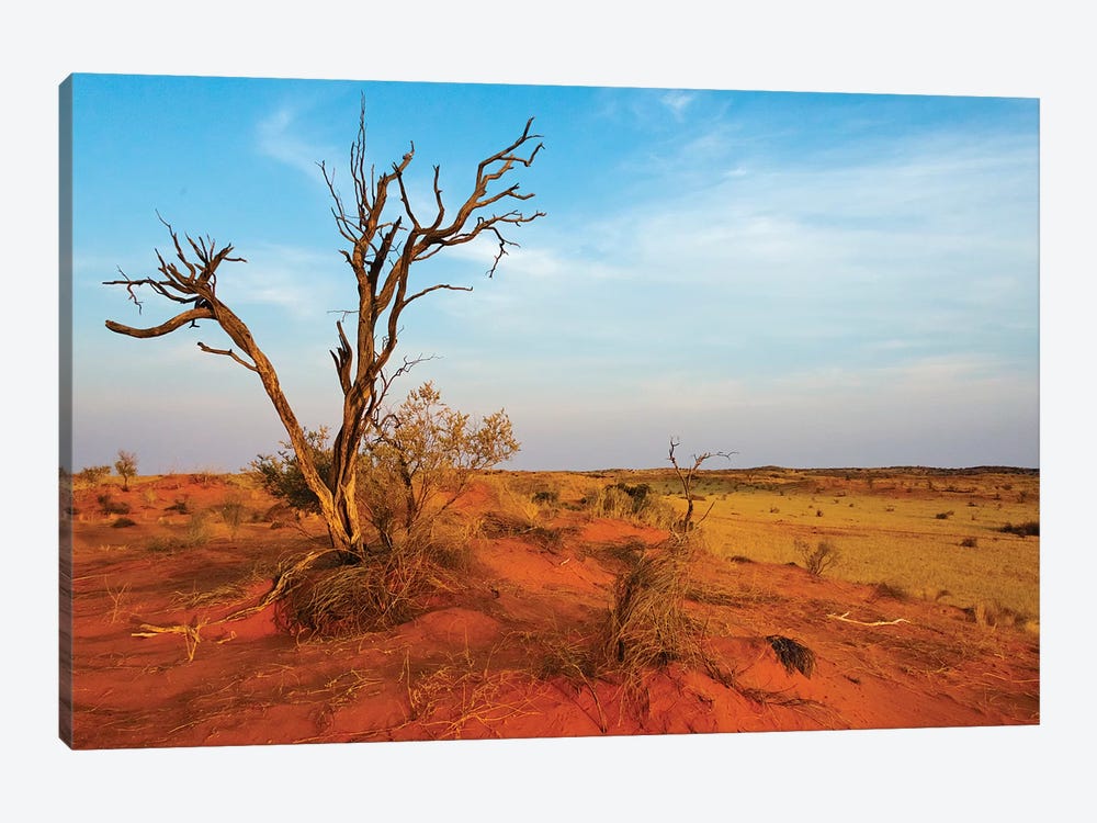 Dead tree on red sand desert, Kgalagadi Transfrontier Park, South Africa by Keren Su 1-piece Canvas Print