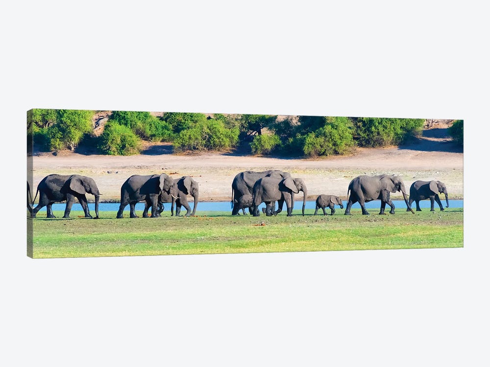 Elephant herd, Chobe National Park, North-West District, Botswana by Keren Su 1-piece Canvas Art