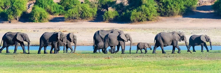 Elephant herd, Chobe National Park, North-West District, Botswana