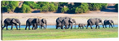 Elephant herd, Chobe National Park, North-West District, Botswana Canvas Art Print