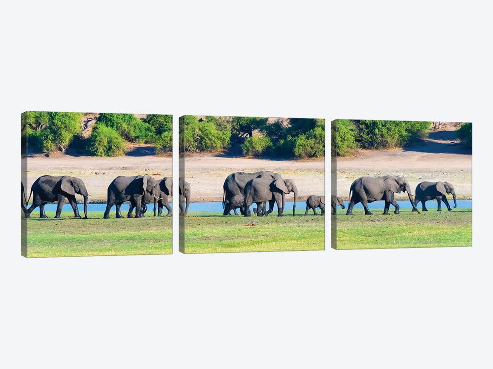 Elephant herd, Chobe National Park, North-West District, Botswana by Keren Su 3-piece Canvas Art