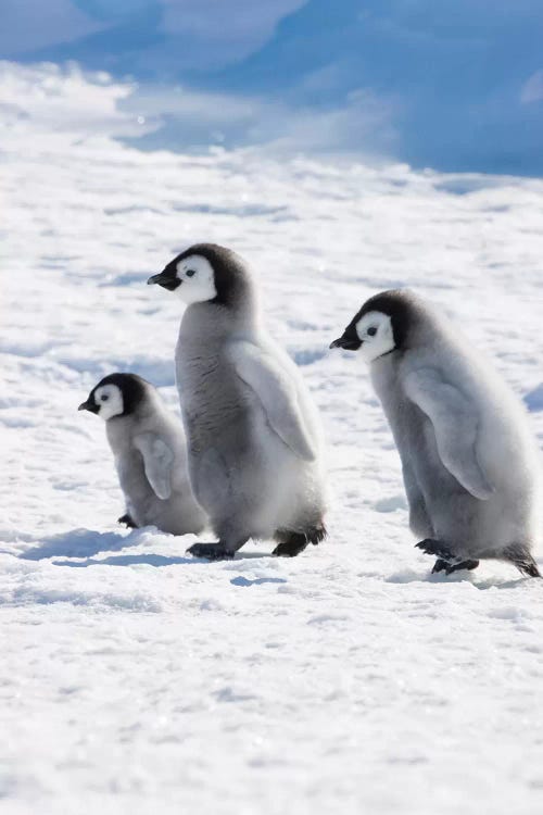 Emperor Penguin Chicks On Ice, Snow Hill Island, Antarctica