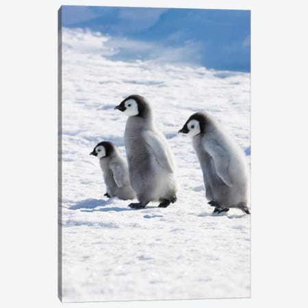 Emperor Penguin Chicks On Ice, Snow Hill Island, Antarctica Canvas Print #KES6} by Keren Su Canvas Wall Art