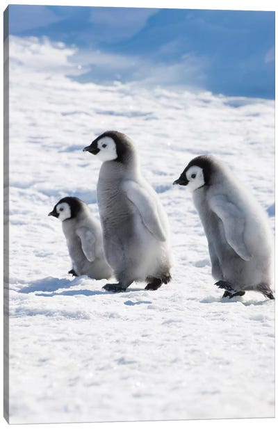 Emperor Penguin Chicks On Ice, Snow Hill Island, Antarctica Canvas Art Print - Antarctica Art