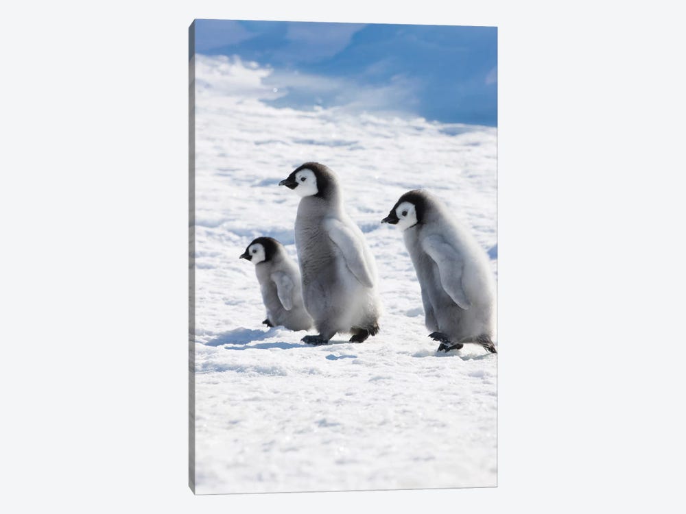 Emperor Penguin Chicks On Ice, Snow Hill Island, Antarctica by Keren Su 1-piece Canvas Print