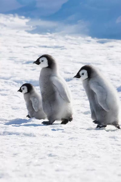 Antarctica: Emperor Penguin Chicks On Ice, Snow Hill Island, Antarctica by Keren Su