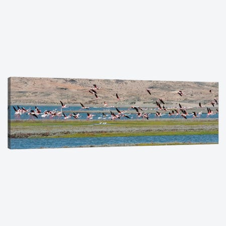 Flamingos, Luderitz Bay, Karas Region, Namibia Canvas Print #KES70} by Keren Su Canvas Art