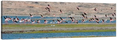 Flamingos, Luderitz Bay, Karas Region, Namibia Canvas Art Print