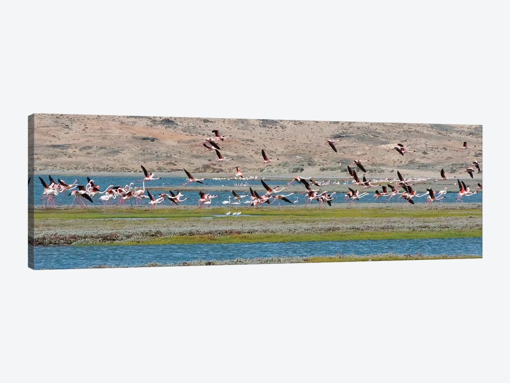 Flamingos, Luderitz Bay, Karas Region, Namibia by Keren Su 1-piece Canvas Wall Art