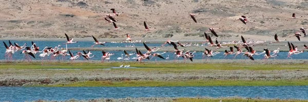 Flamingos, Luderitz Bay, Karas Region, Namibia