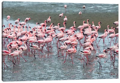 Flamingos, Walvis Bay, Erongo Region, Namibia Canvas Art Print - Flamingo Art