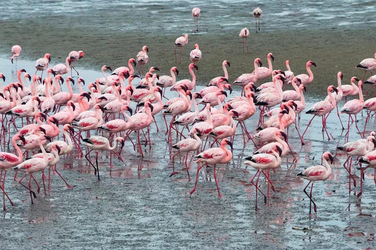 Flamingos, Walvis Bay, Erongo Region, Namibia