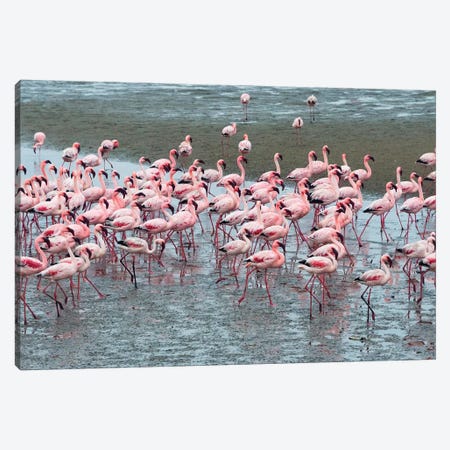 Flamingos, Walvis Bay, Erongo Region, Namibia Canvas Print #KES71} by Keren Su Canvas Wall Art