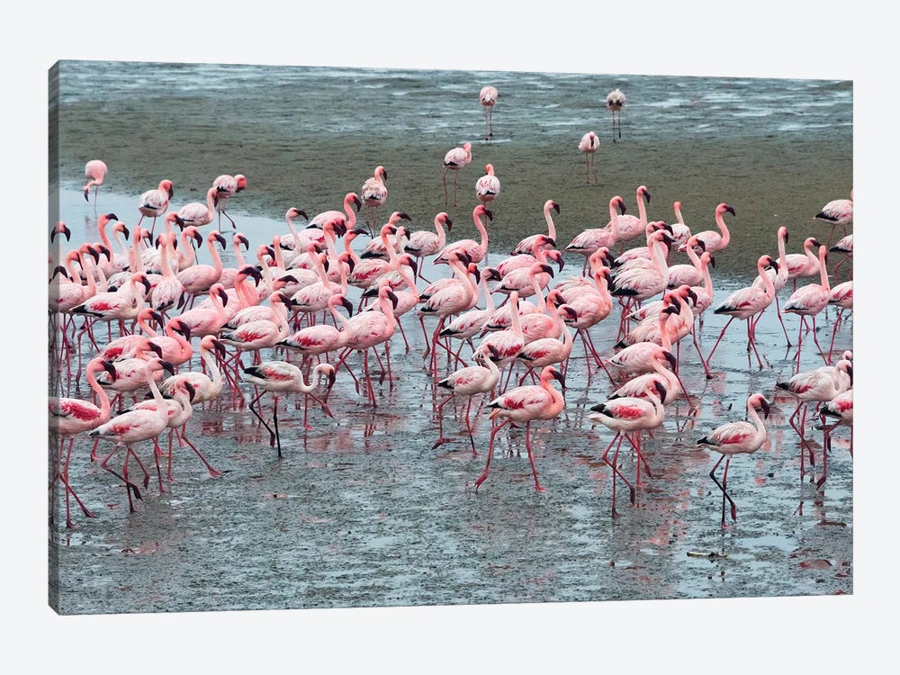 Flamingos, Walvis Bay, Erongo Region, Namibia by Keren Su 1-piece Art Print