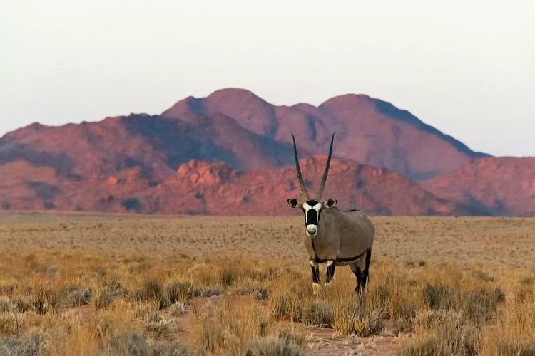 Gemsbok (Oryx Gazella) in southern Namib Desert, Sesriem