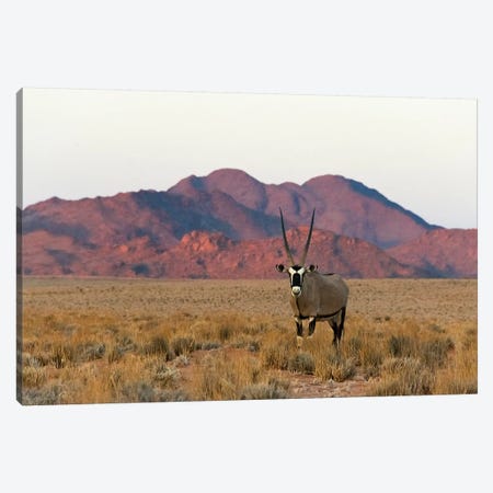 Gemsbok (Oryx Gazella) in southern Namib Desert, Sesriem Canvas Print #KES73} by Keren Su Canvas Artwork