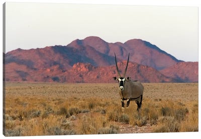 Gemsbok (Oryx Gazella) in southern Namib Desert, Sesriem Canvas Art Print