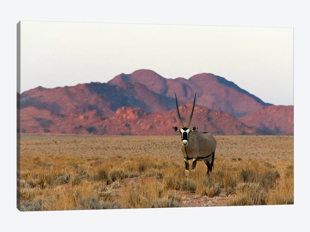 Gemsbok (Oryx Gazella) in southern Namib Desert, Sesriem by Keren Su 1-piece Canvas Art Print