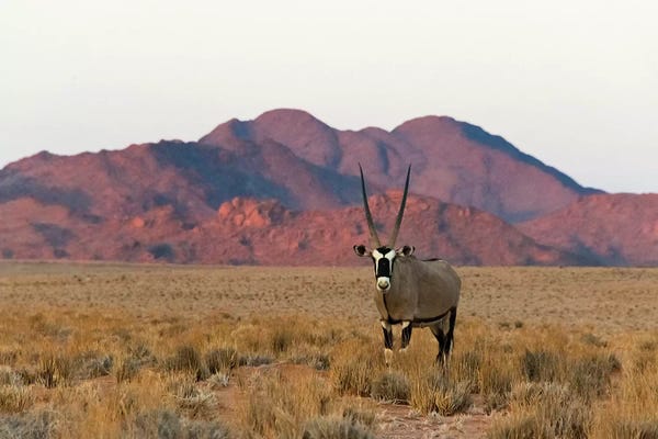 Antelopes: Gemsbok (Oryx Gazella) in southern Namib Desert, Sesriem by Keren Su
