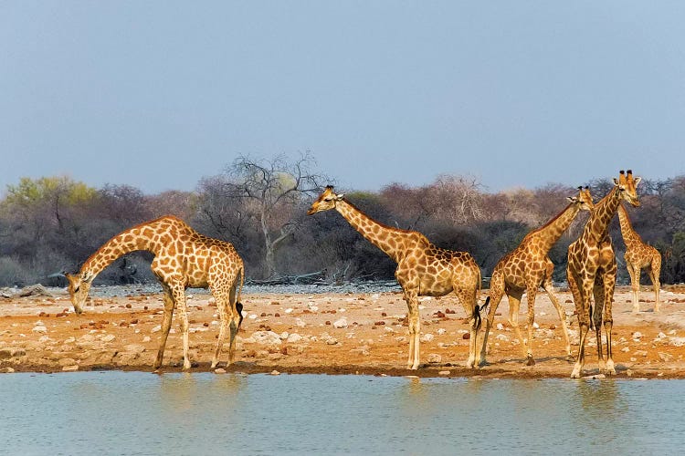 Giraffes by the river. Etosha National Park, Oshikoto Region, Namibia