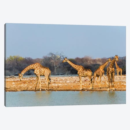Giraffes by the river. Etosha National Park, Oshikoto Region, Namibia Canvas Print #KES74} by Keren Su Canvas Art Print