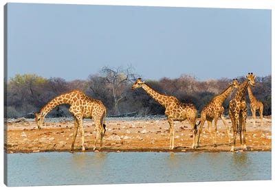 Giraffes by the river. Etosha National Park, Oshikoto Region, Namibia Canvas Art Print