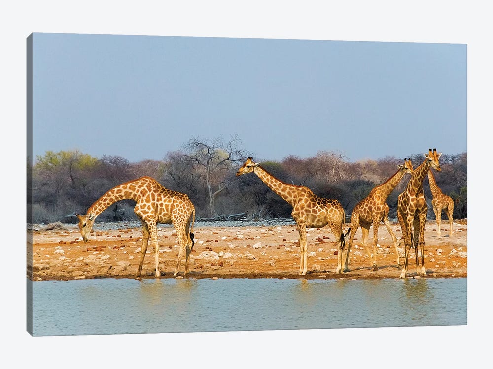 Giraffes by the river. Etosha National Park, Oshikoto Region, Namibia by Keren Su 1-piece Canvas Art