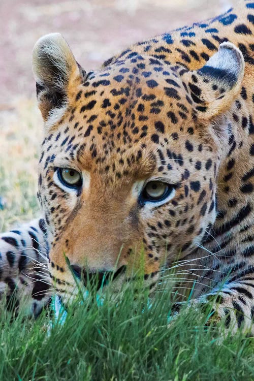 Leopard, Okonjima Nature Reserve. Otjozondjupa Region, Namibia.