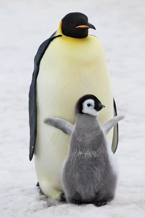 Emperor Penguin Parent With Chick On Ice, Snow Hill Island, Antarctica