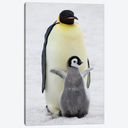 Emperor Penguin Parent With Chick On Ice, Snow Hill Island, Antarctica Canvas Print #KES7} by Keren Su Canvas Wall Art
