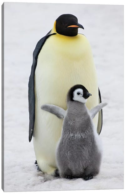 Emperor Penguin Parent With Chick On Ice, Snow Hill Island, Antarctica Canvas Art Print - Antarctica Art