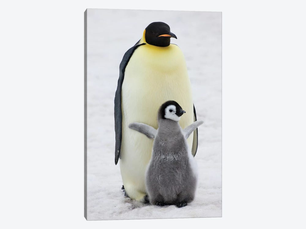 Emperor Penguin Parent With Chick On Ice, Snow Hill Island, Antarctica by Keren Su 1-piece Canvas Wall Art