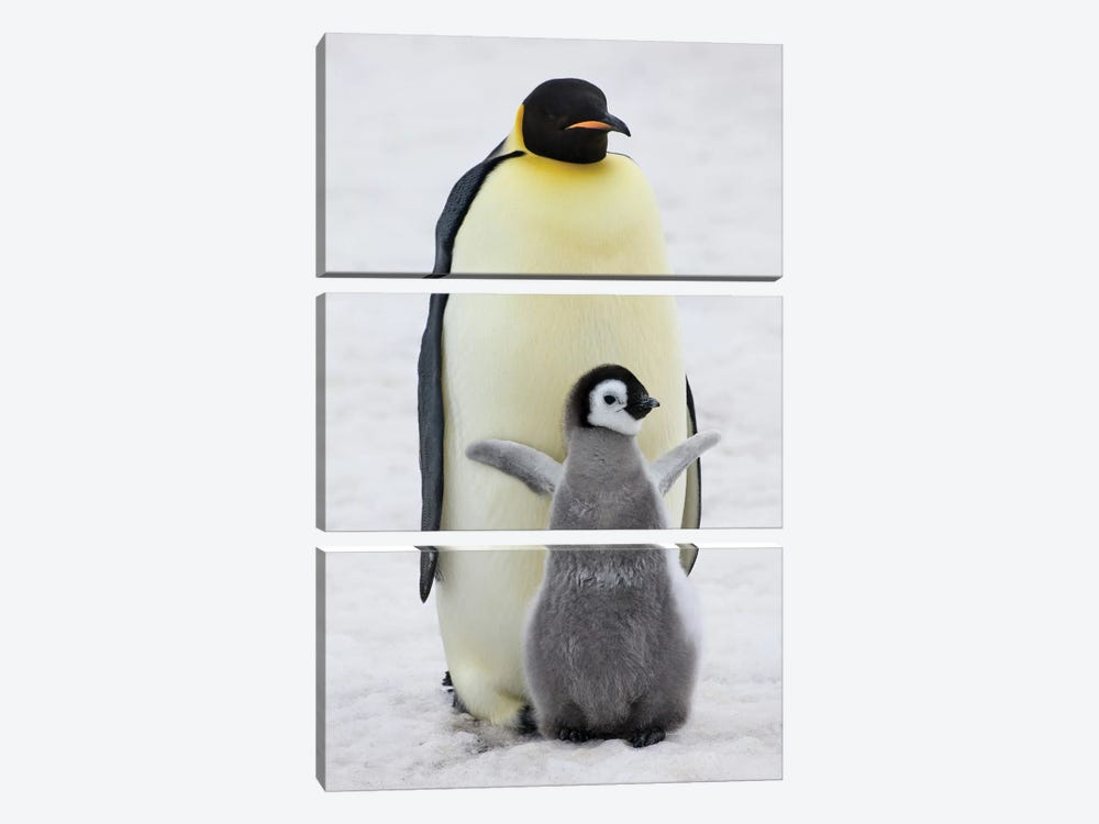 Emperor Penguin Parent With Chick On Ice, Snow Hill Island, Antarctica by Keren Su 3-piece Canvas Artwork