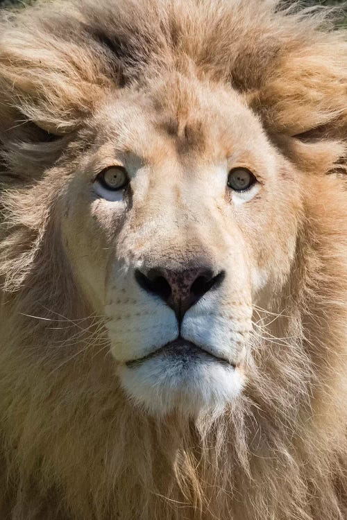 Lion. Western Cape Province, South Africa.