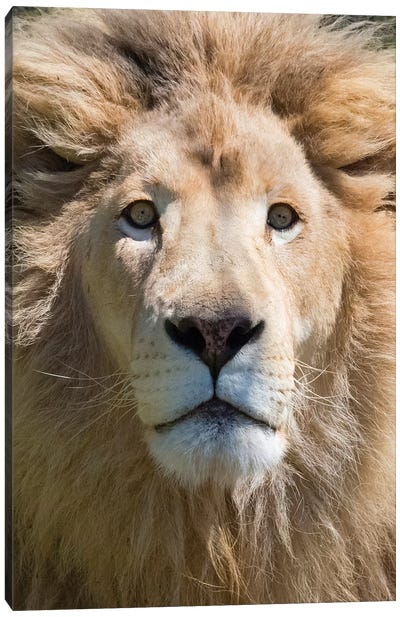 Lion. Western Cape Province, South Africa. Canvas Art Print - South Africa