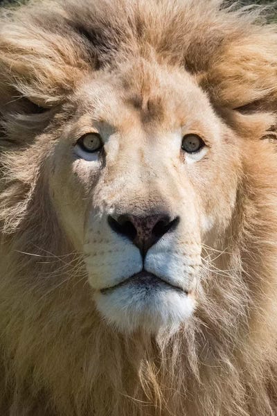 Keren Su: Lion. Western Cape Province, South Africa. by Keren Su